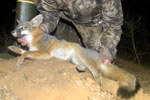 Exotic Gray Fox Trophy Hunting