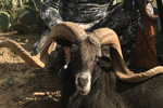 Exotic Ram Trophy Hunting