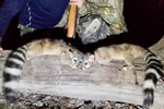 Exotic Ringtail Cat Trophy Hunting