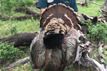 Wild Turkey Trophy Hunting