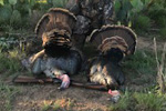 Wild Turkey Trophy Hunting