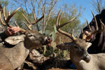 Whitetail Deer Trophy Hunting